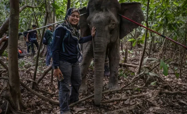 La mujer que sigue a los elefantes de Borneo para evitar que desaparezcan