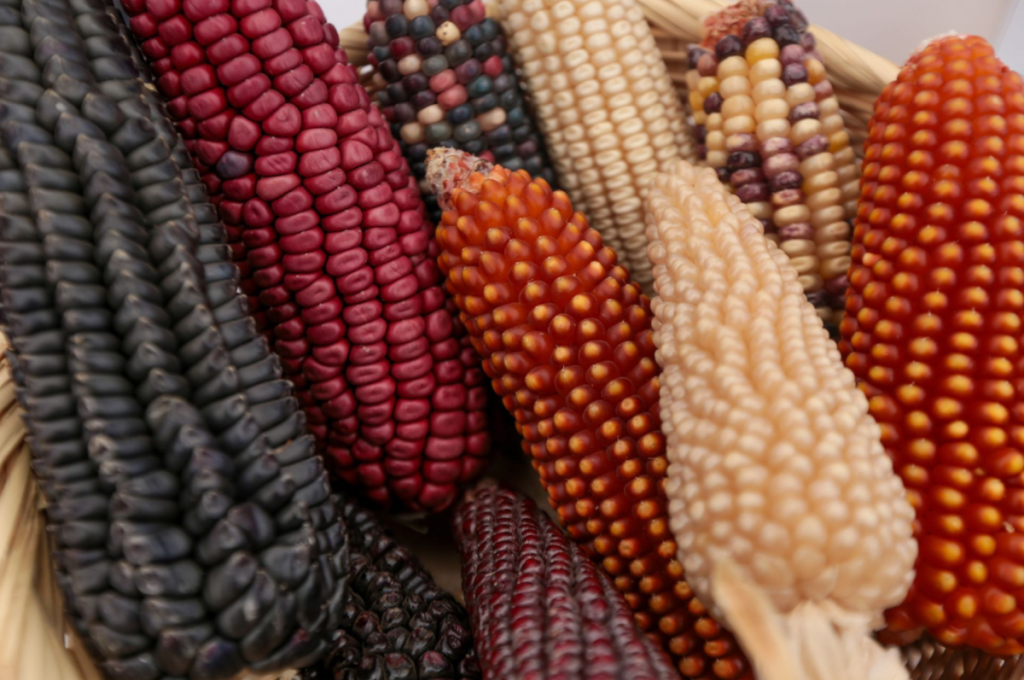 Feria del Maíz en Los Pinos: sabores, semillas y saberes que mantienen viva la milpa