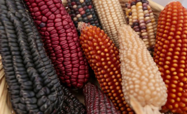 Feria del Maíz en Los Pinos: sabores, semillas y saberes que mantienen viva la milpa