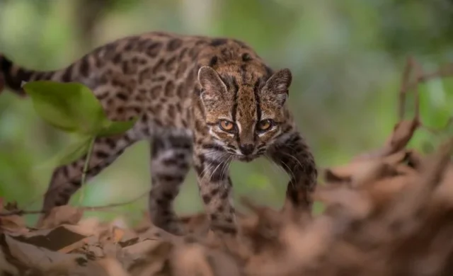 Descubren en Bolivia un pequeño felino que permaneció oculto para la ciencia durante millones de años