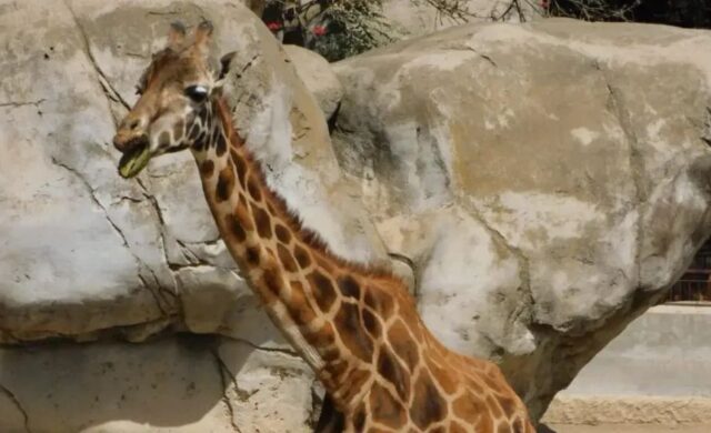 Muere Fortunata, la jirafa más longeva de Chapultepec