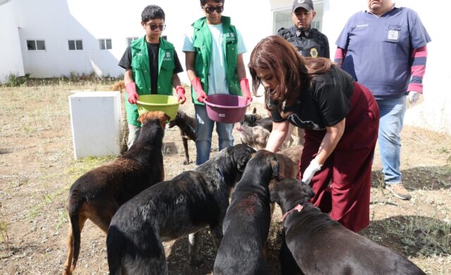Gobierno capitalino abre proceso de adopción para animales rescatados y bajo resguardo