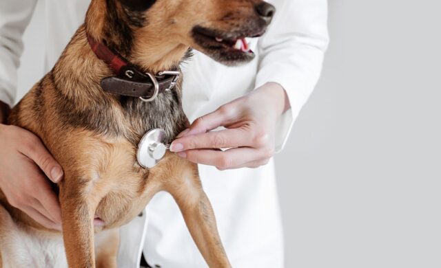 Veterinarias gratis o a bajo costo en CDMX: dónde llevar a tu perro o gato