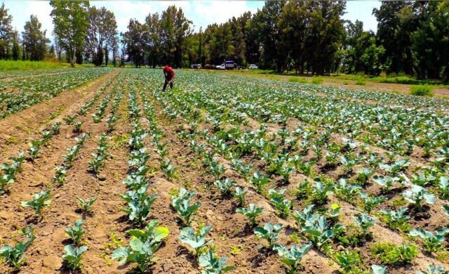 Productores del Suelo de Conservación mostrarán sus productos en INGREDIENTE 2026