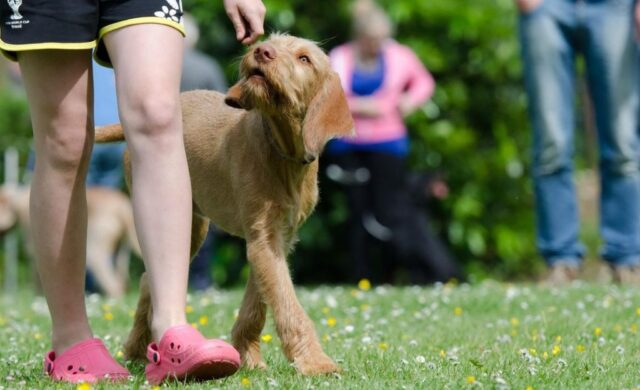 Can Fest México 2026: adopciones, atención veterinaria y una carrera para disfrutar con tu perro en CDMX