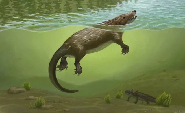 Megacauda sungei, el mamífero del Jurásico que nadaba como un ornitorrinco y cazaba como una nutria