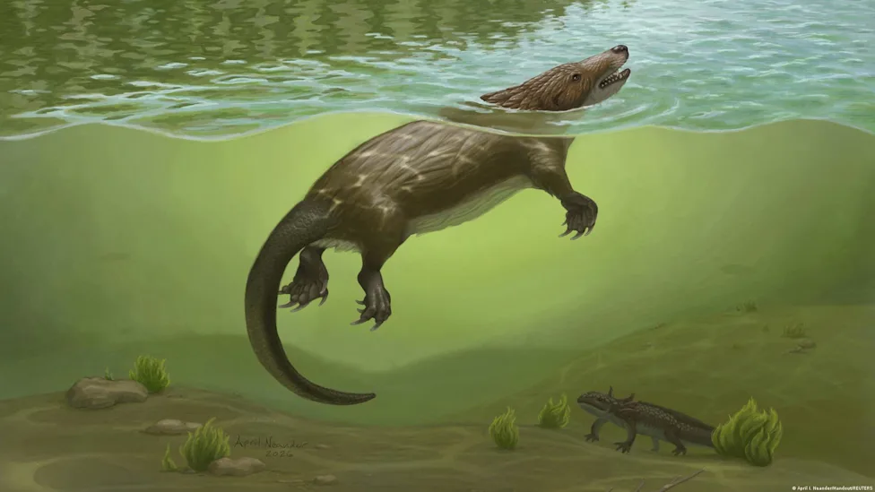 Megacauda sungei, el mamífero del Jurásico que nadaba como un ornitorrinco y cazaba como una nutria