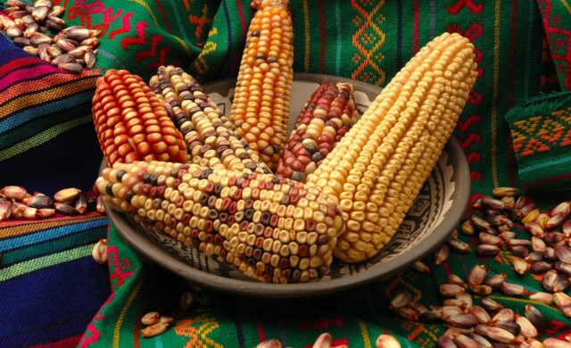 Maíz, cultura y alimentación: PILARES realiza masterclass en la Central de Abasto