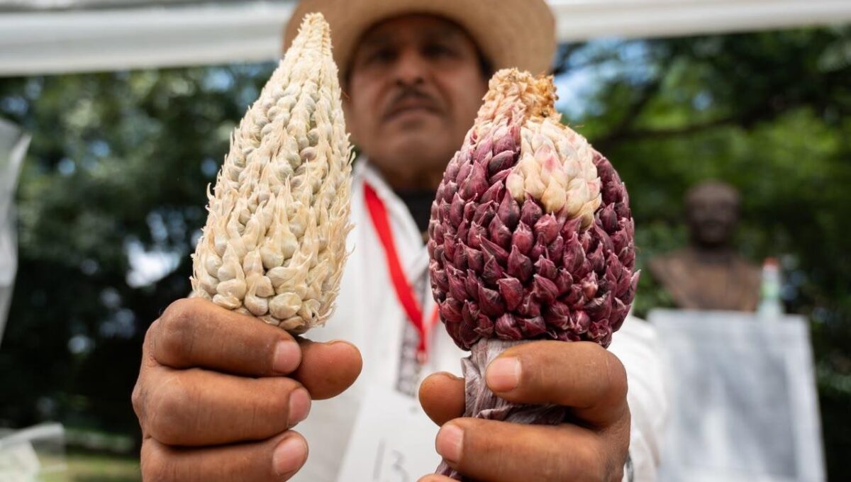 ¿Por qué el maíz es clave para la soberanía alimentaria? Sedema lo lleva a Chapultepec