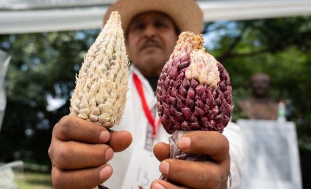 ¿Por qué el maíz es clave para la soberanía alimentaria? Sedema lo lleva a Chapultepec