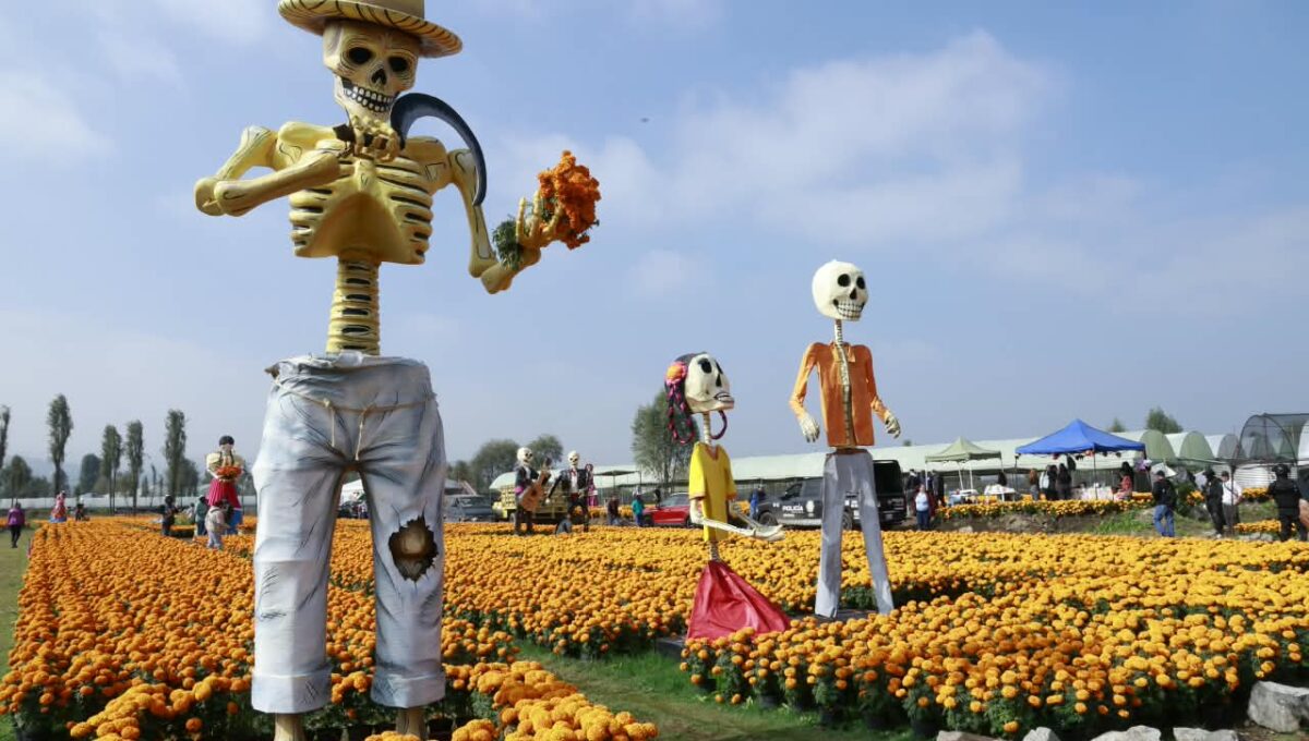 Cempasúchil, tradición y turismo: CDMX anuncia 5 mil actividades por Día de Muertos