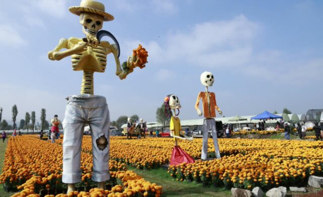 Cempasúchil, tradición y turismo: CDMX anuncia 5 mil actividades por Día de Muertos