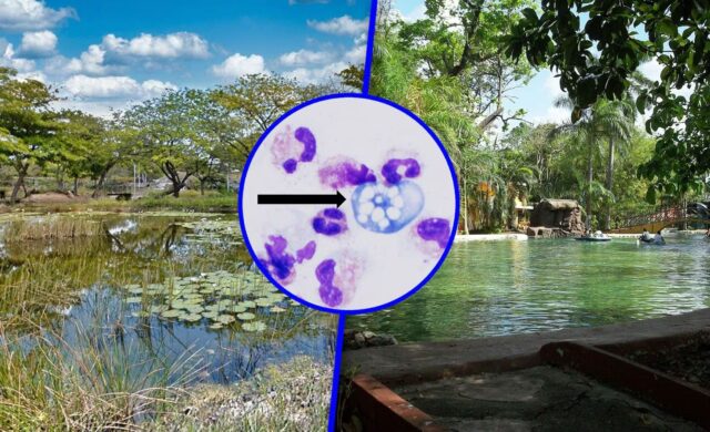 Clausuran 6 lagos artificiales en Mérida por ameba comecerebros Naegleria fowleri