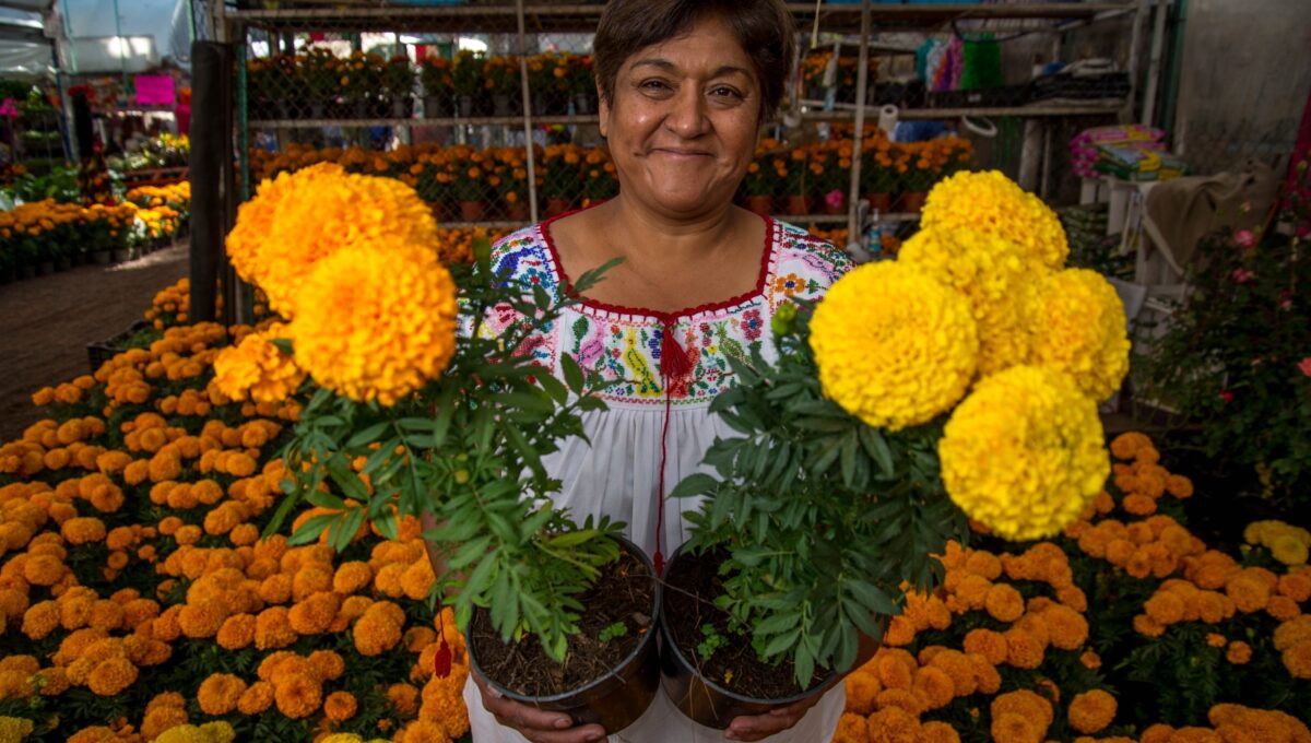 Crece 66% la producción de cempasúchil en CDMX; alcanza 10 millones de plantas