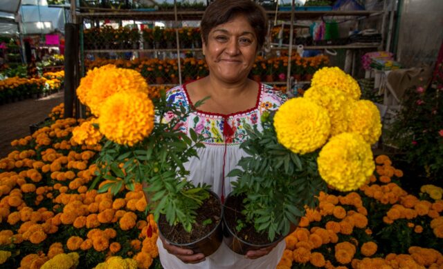 Crece 66% la producción de cempasúchil en CDMX; alcanza 10 millones de plantas