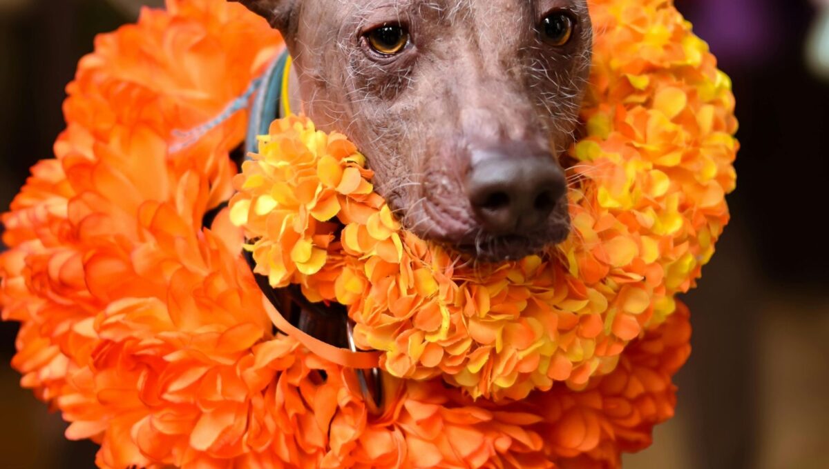 ¿Qué hacer en CDMX por Día de Muertos? Llega el Festival del Xoloitzcuintle
