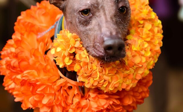 ¿Qué hacer en CDMX por Día de Muertos? Llega el Festival del Xoloitzcuintle