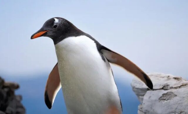 Nueva especie de pingüino es identificada por científicos tras más de 100 años