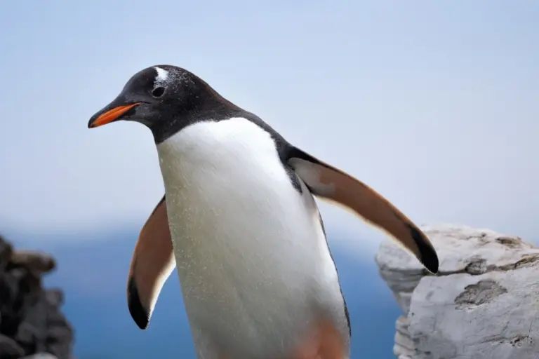 Nueva especie de pingüino es identificada por científicos tras más de 100 años