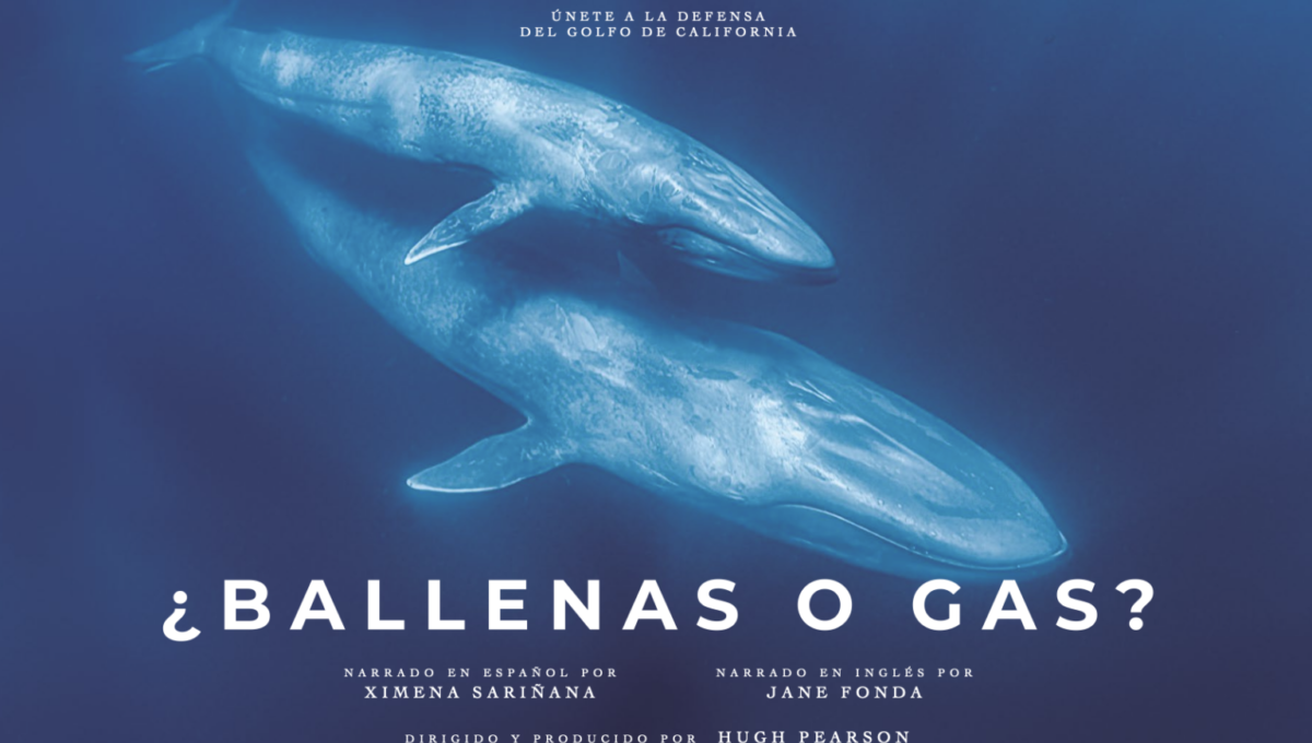 ¿Ballenas o gas? Jane Fonda y Ximena Sariñana alzan la voz por el Golfo de California