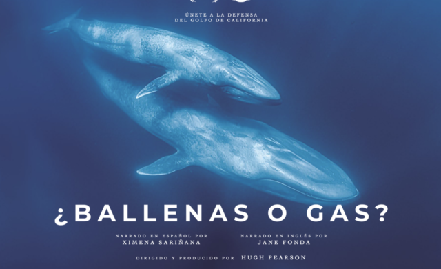 ¿Ballenas o gas? Jane Fonda y Ximena Sariñana alzan la voz por el Golfo de California