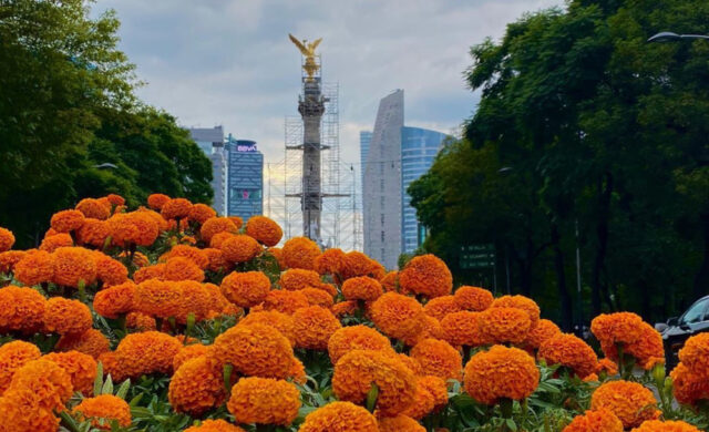 Cempasúchil de Xochimilco y Tláhuac: producción alcanza casi 10 millones de plantas