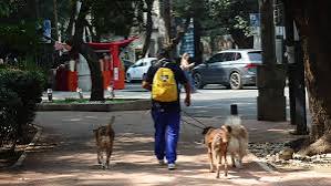 Cuatro perros muertos y 14 cebos contaminados: investigan envenenamiento en la Condesa