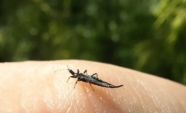 ¿Son peligrosos los trips en CDMX? Esto se sabe sobre los insectos que aparecen en la ciudad