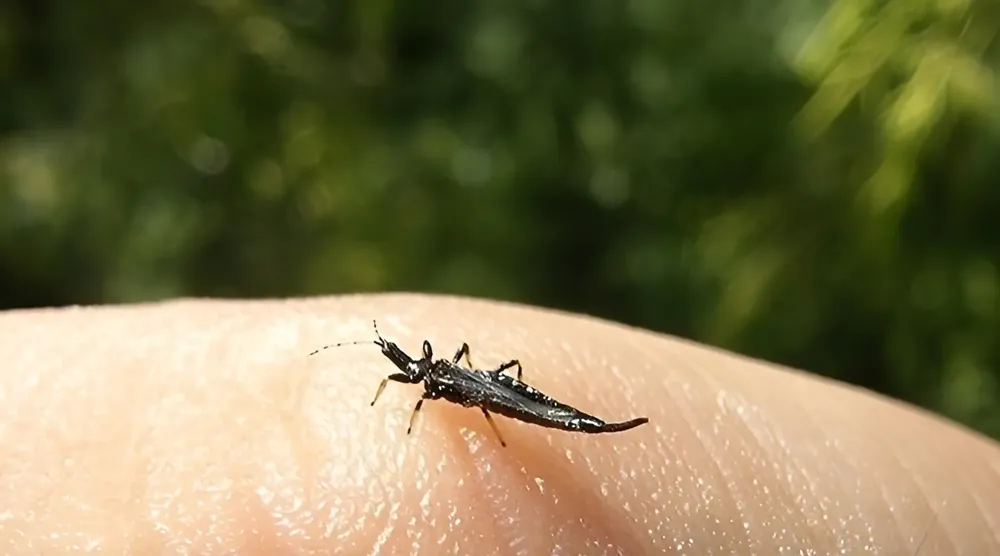 ¿Son peligrosos los trips en CDMX? Esto se sabe sobre los insectos que aparecen en la ciudad