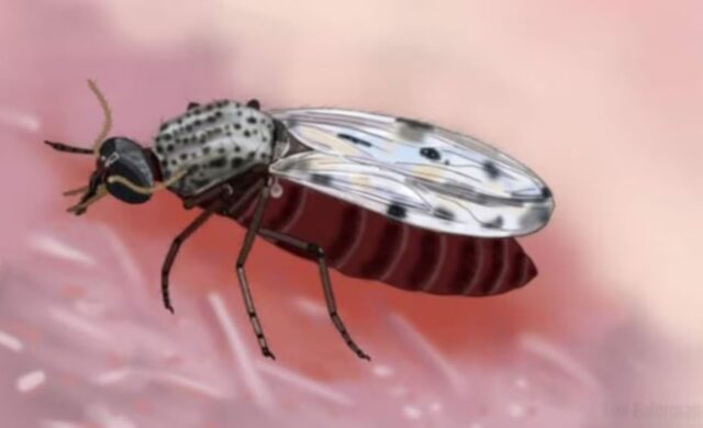 ¿Qué es el virus Shamonda? Francia registra el primer caso humano